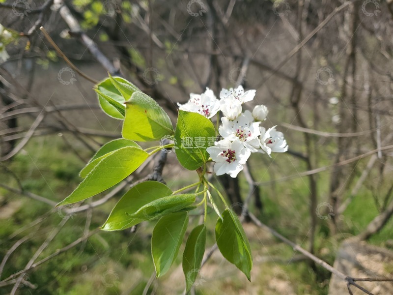 高清大图下载【趣麦麦图】梨花花朵花卉花蕊树叶绿叶叶子