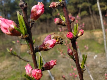 桃花花苞嫩芽树枝昆虫蜜蜂
