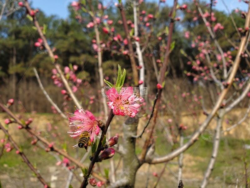 高清大图下载【趣麦麦图】蜜蜂桃花花朵花蕊嫩芽花枝树枝桃树