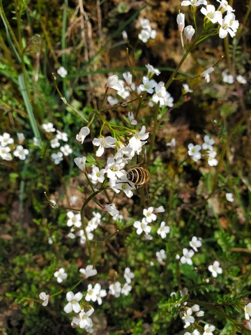 蜜蜂采蜜白花野花花朵花卉花丛
