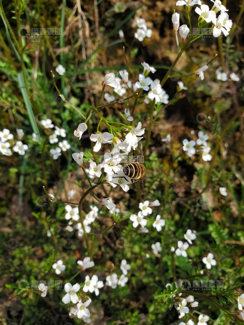 高清大图下载【趣麦麦图】蜜蜂采蜜白花野花花朵花卉花丛