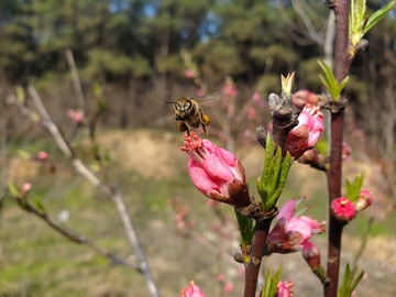 蜜蜂昆虫桃花花苞嫩芽树枝