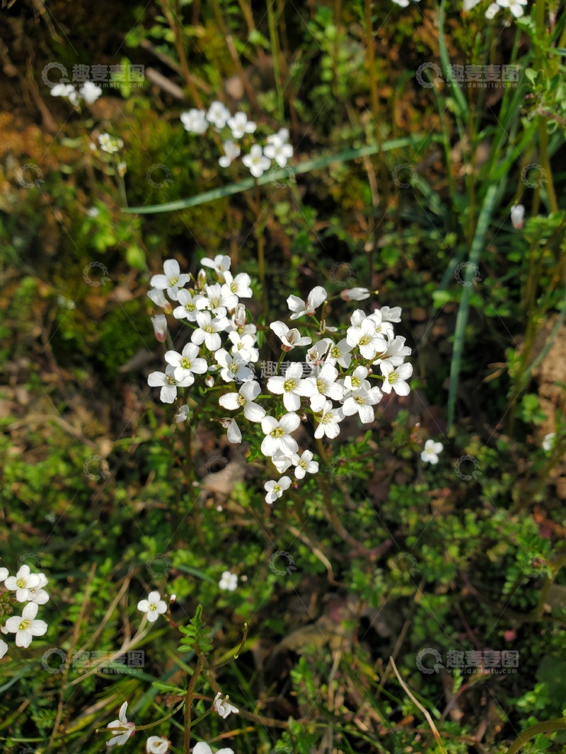 高清大图下载【趣麦麦图】碎米荠花朵花卉白花植物草丛