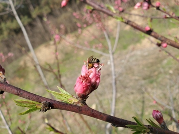 蜜蜂采蜜桃花花苞嫩芽树枝