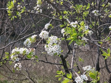 梨树树木树枝梨花花朵花卉树叶