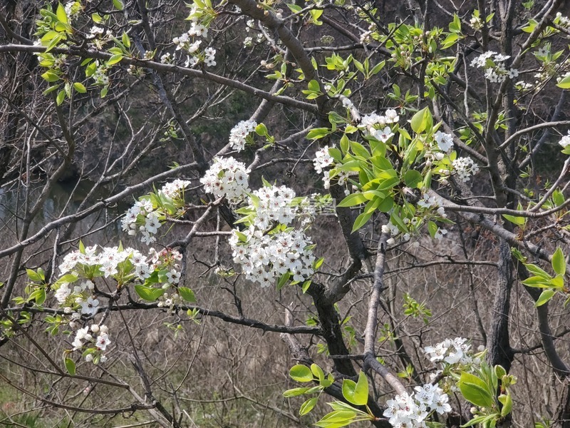 高清大图下载【趣麦麦图】梨树树木树枝梨花花朵花卉树叶