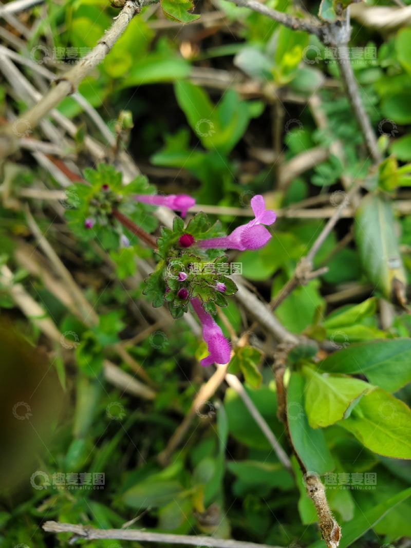 高清大图下载【趣麦麦图】-中药草宝盖草管状花朵植物草丛