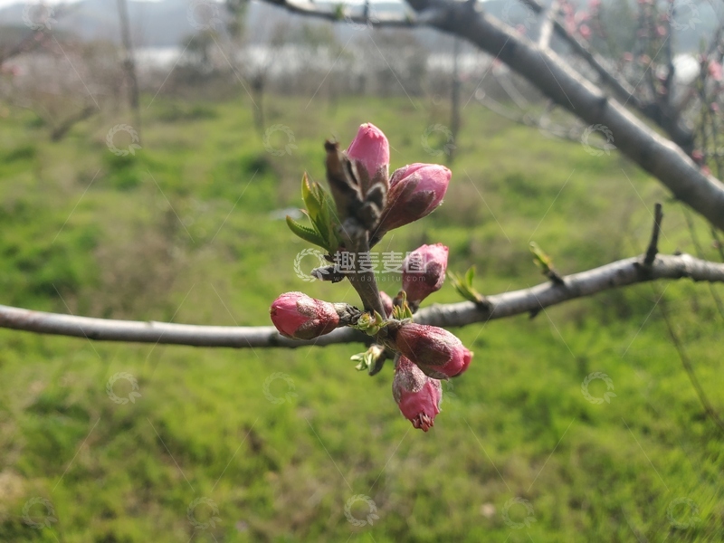 高清大图下载【趣麦麦图】桃花花朵花苞嫩芽花枝树枝