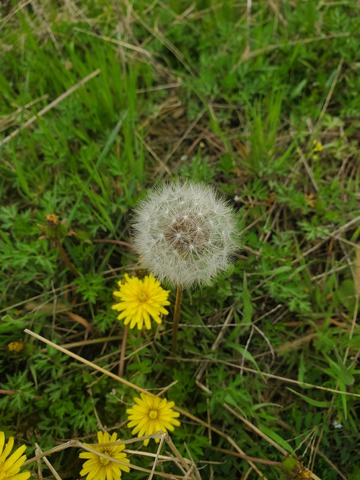 中草药植物蒲公英钟绒球种子