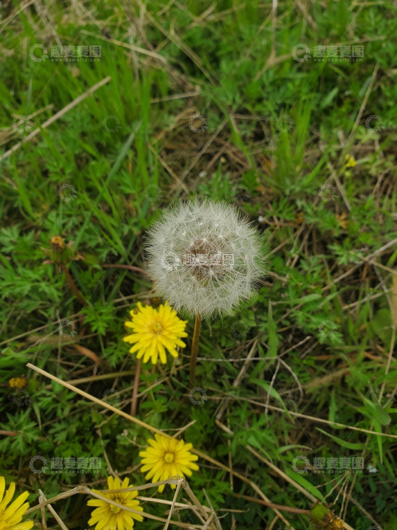 高清大图下载【趣麦麦图】中草药植物蒲公英钟绒球种子
