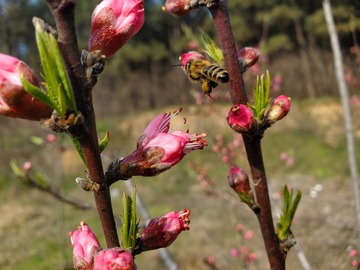 桃花花朵花苞嫩芽树枝蜜蜂