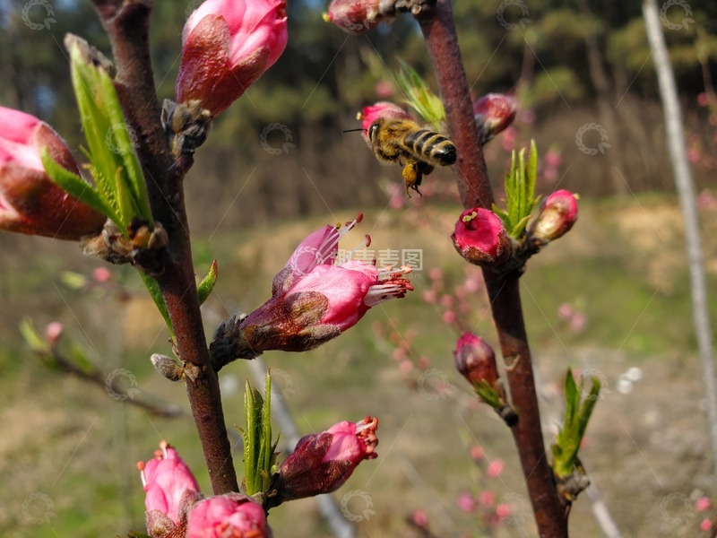 高清大图下载【趣麦麦图】桃花花朵花苞嫩芽树枝蜜蜂
