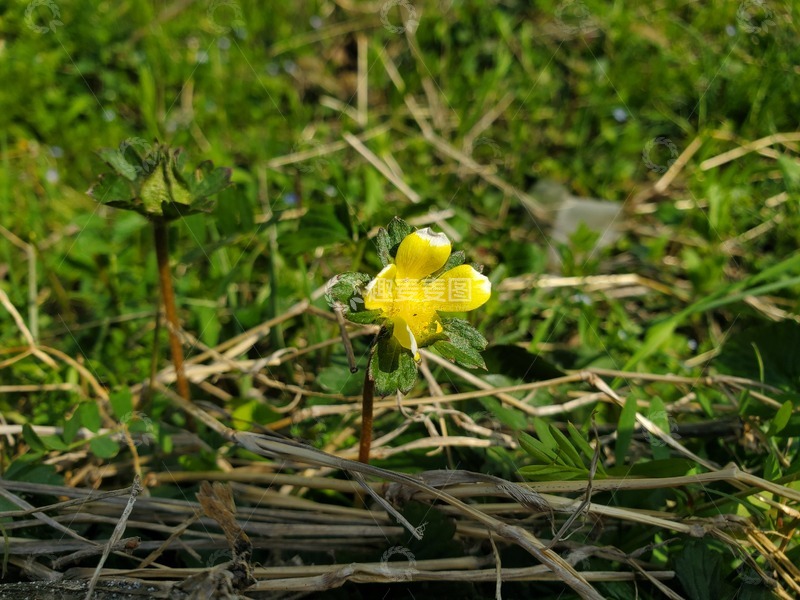 高清大图下载【趣麦麦图】蛇莓植物花朵花卉花蕊花瓣聚焦摄影