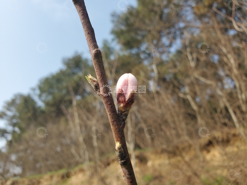 高清大图下载【趣麦麦图】桃花花朵花苞嫩芽树枝聚焦摄影