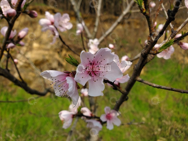 高清大图下载【趣麦麦图】桃花花朵花卉花蕊花瓣树枝