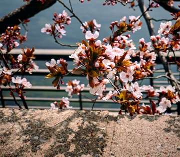 春日花开山水间