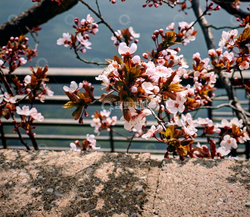 高清大图下载【趣麦麦图】春日花开山水间