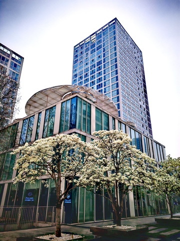 现代建筑与盛开树木和谐共存