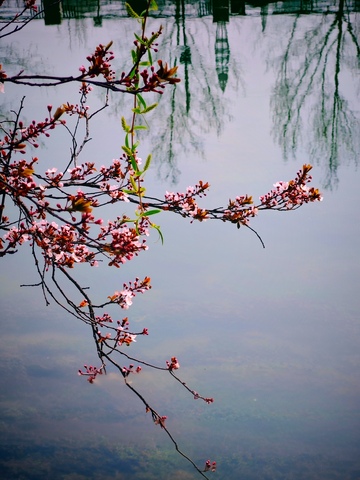 春花映水美景