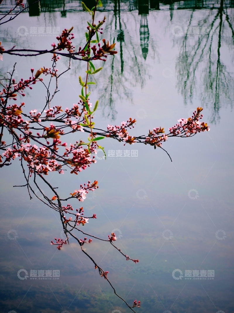 高清大图下载【趣麦麦图】春花映水美景