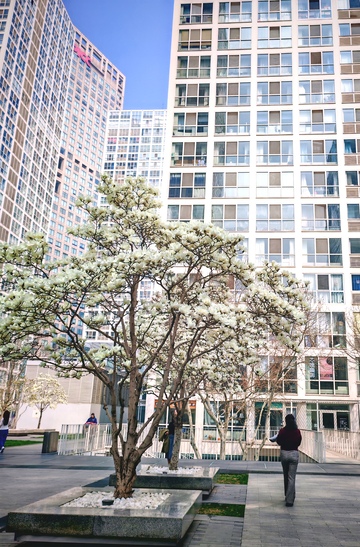 城市春景高楼树下行人