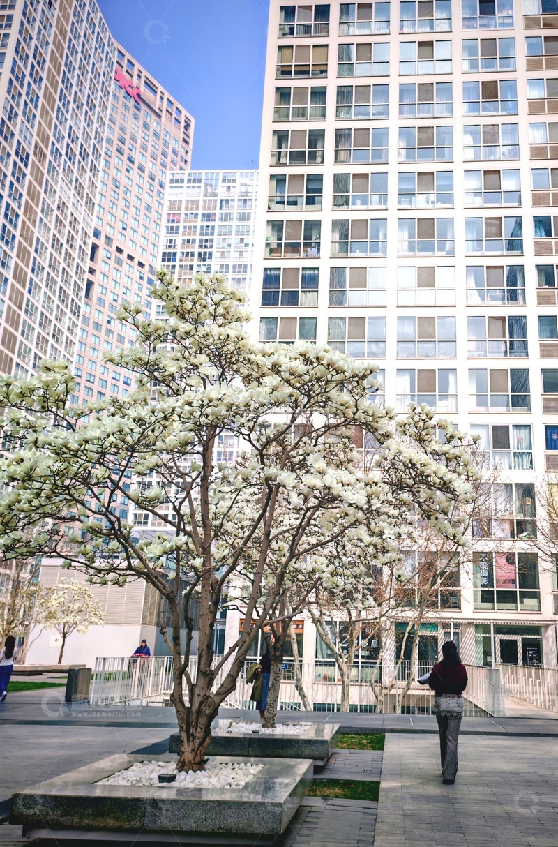 高清大图下载【趣麦麦图】城市春景高楼树下行人