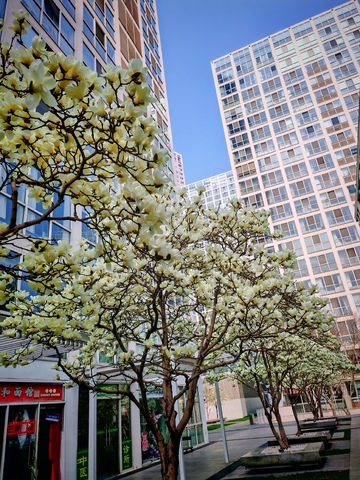 城市春天白玉兰花盛开高楼背景