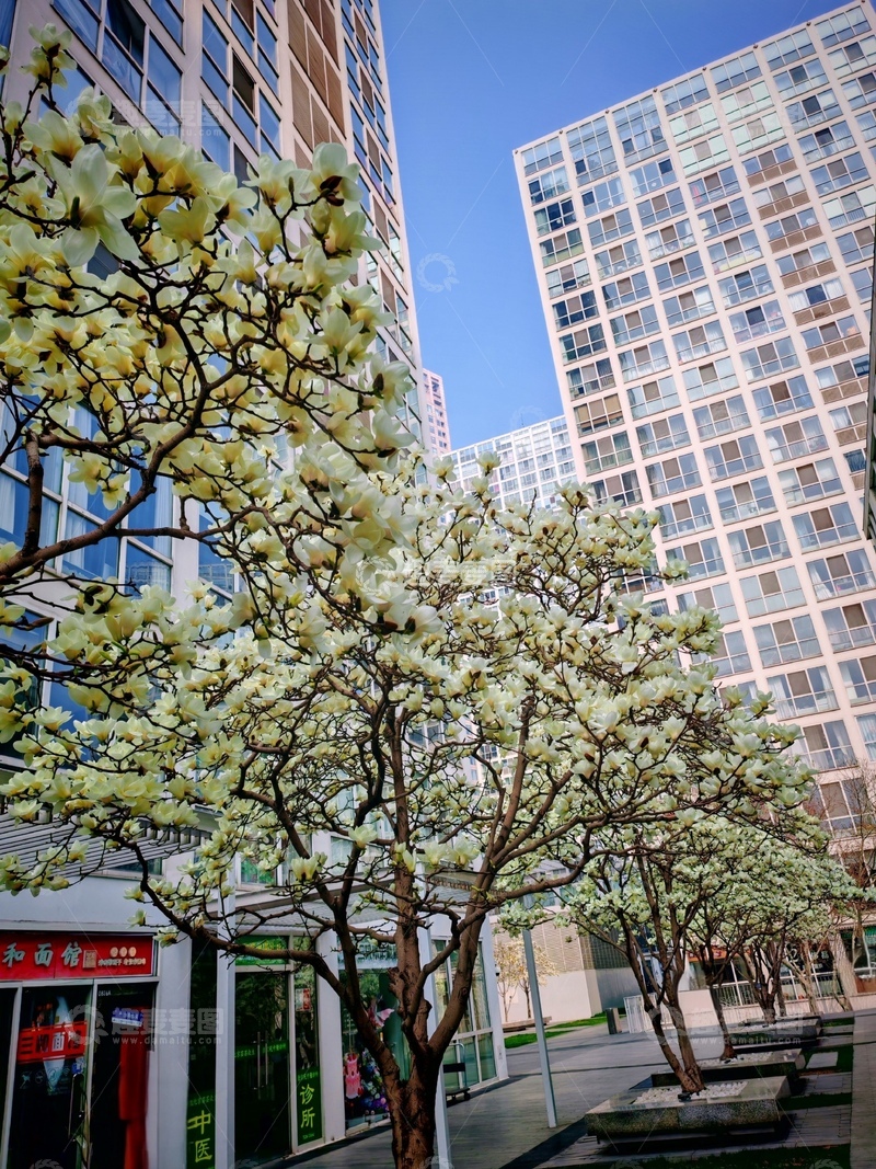 高清大图下载【趣麦麦图】城市春天白玉兰花盛开高楼背景