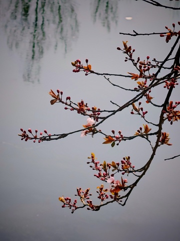 早春花开树枝剪影