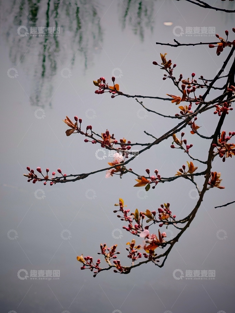 高清大图下载【趣麦麦图】早春花开树枝剪影