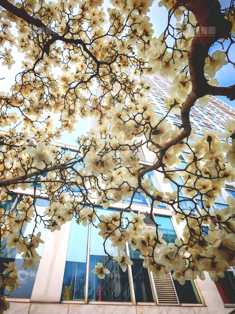 高清大图下载【趣麦麦图】春日玉兰盛开城市风光