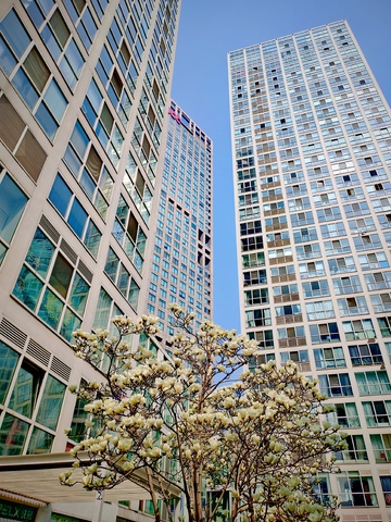 城市高楼玉兰花