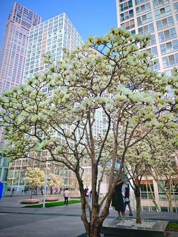 城市春景白玉兰高楼背景