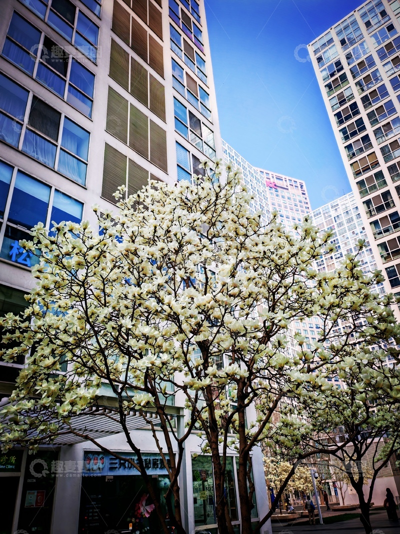 高清大图下载【趣麦麦图】城市春花高楼背景