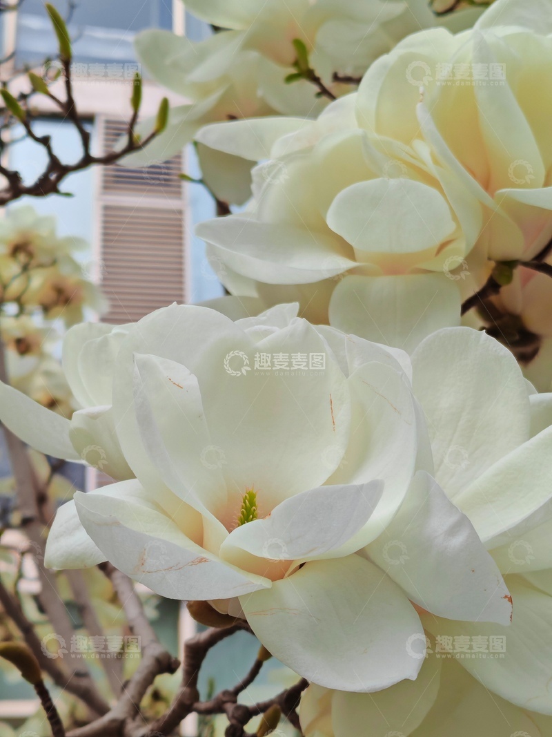 高清大图下载【趣麦麦图】玉兰花开春日景22