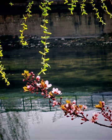 春江水暖花盛开
