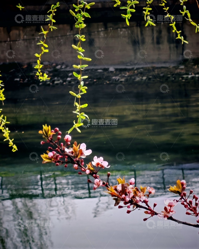 高清大图下载【趣麦麦图】春江水暖花盛开