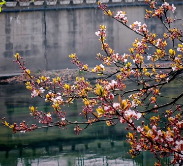 春日河畔樱花盛开