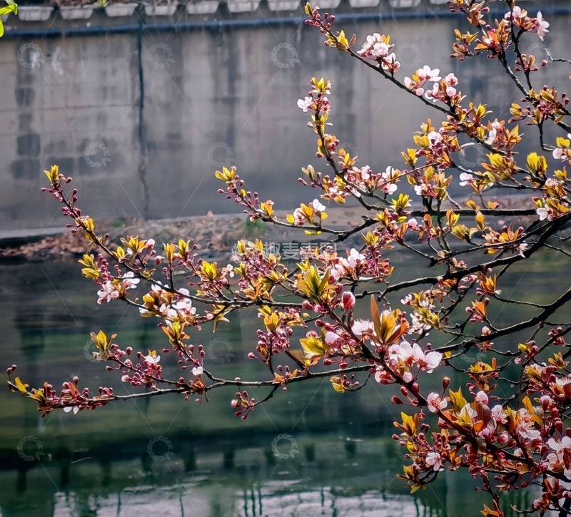 高清大图下载【趣麦麦图】-春日河畔樱花盛开