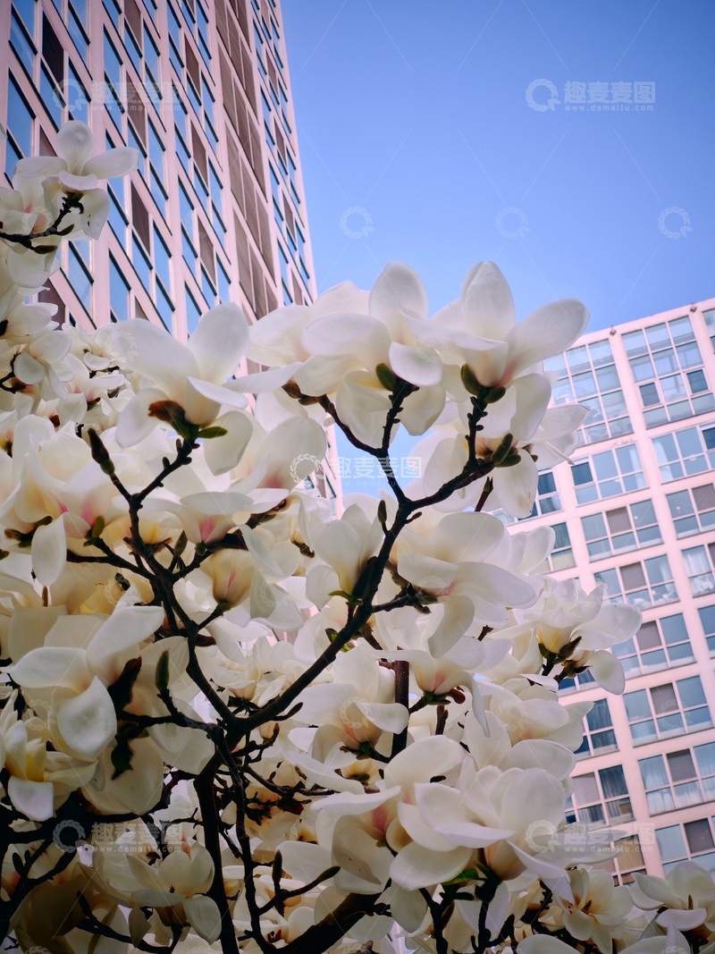 高清大图下载【趣麦麦图】城市花朵玉兰花高楼背景