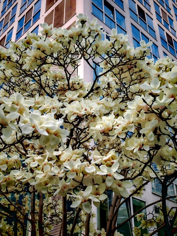 城市春景白玉兰花盛开