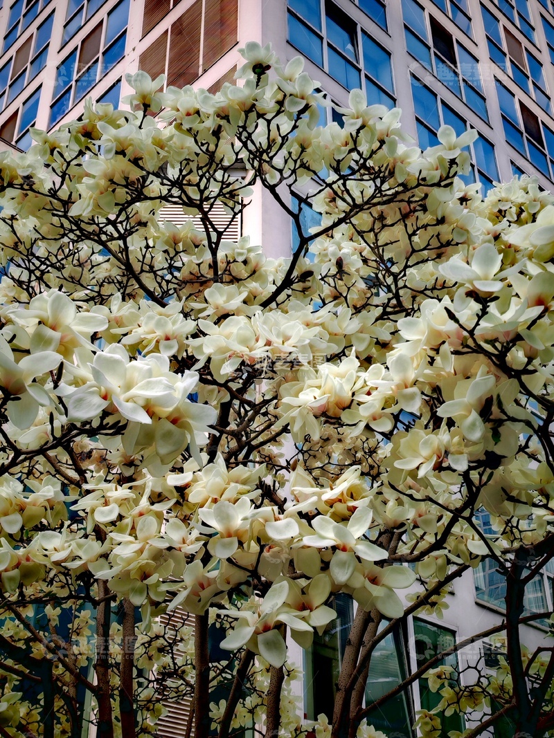 高清大图下载【趣麦麦图】城市春景白玉兰花盛开
