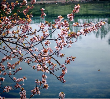 樱花湖畔春光美景摄影图片