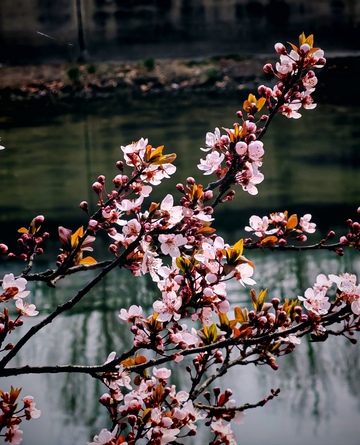 春日河畔樱花绽放