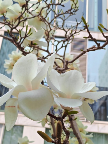 春日白玉兰花盛开