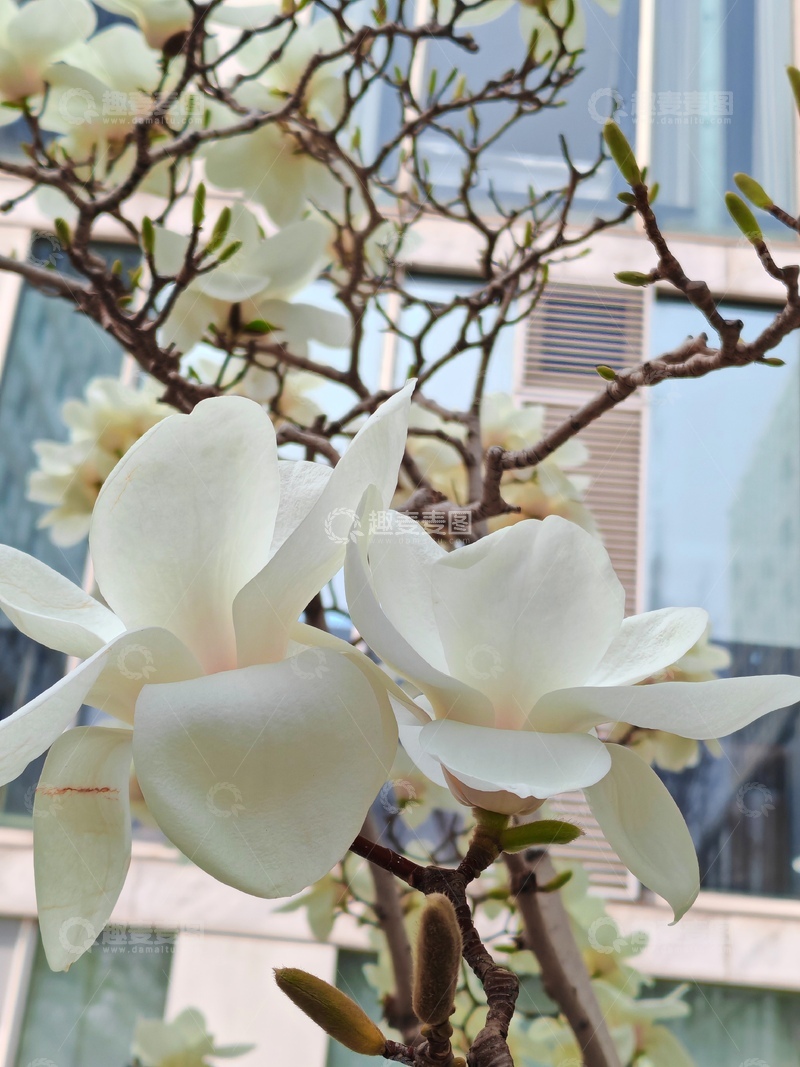 高清大图下载【趣麦麦图】春日白玉兰花盛开