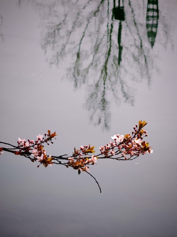 春枝映水花绽放