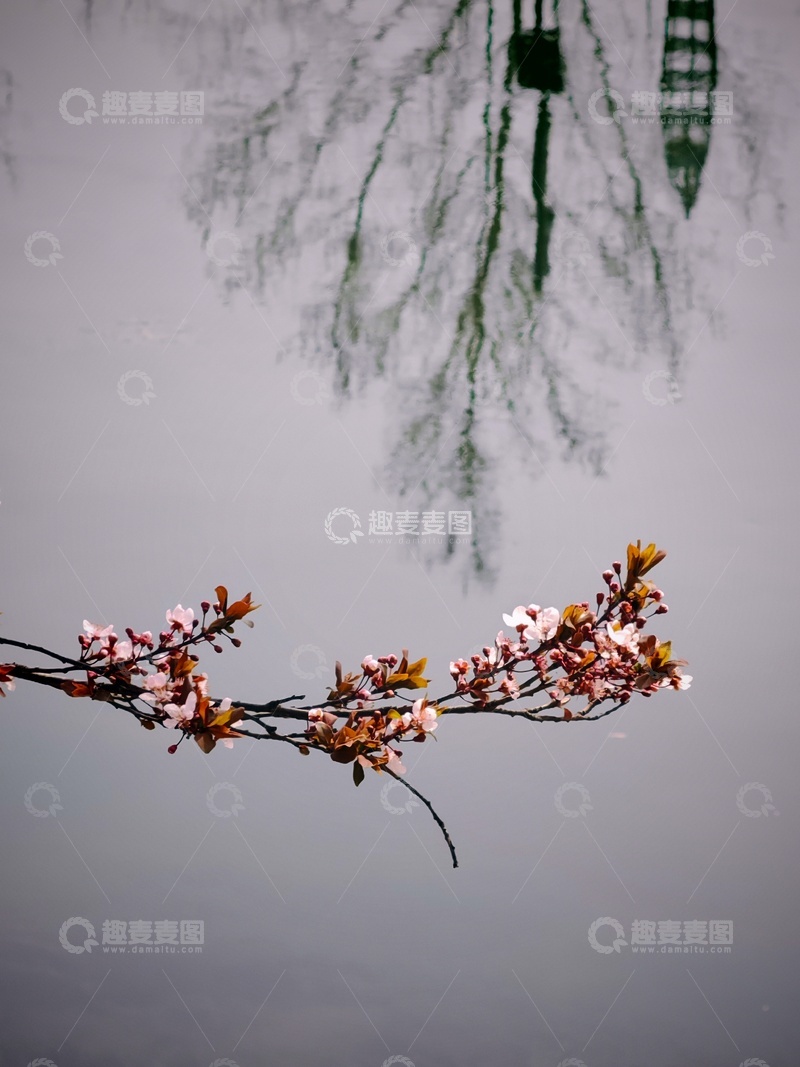 高清大图下载【趣麦麦图】春枝映水花绽放