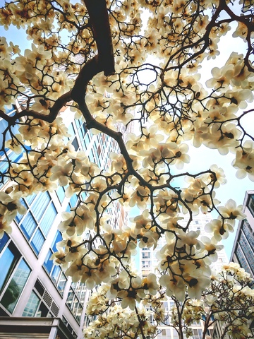 城市花景白玉兰花盛开