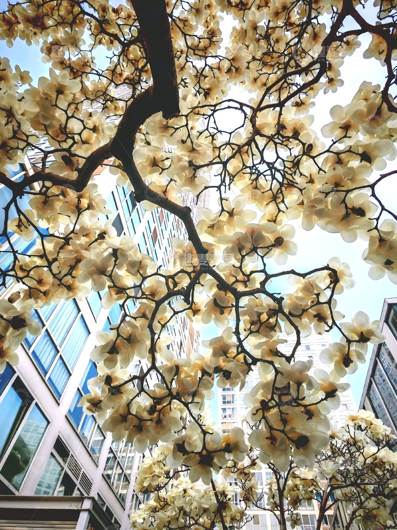 高清大图下载【趣麦麦图】城市花景白玉兰花盛开